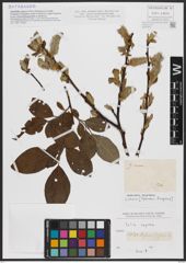 Foto von Salix caprea L.